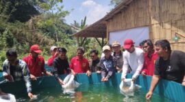 Kepala desa Banjarsari ( baju putih topi merah) sedang menabur benih ikan nila pada sistem pengairan bioflox.(Dok.Apakabarbogor/wan).