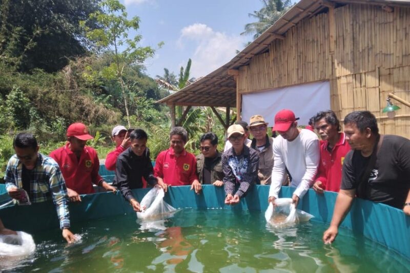Kepala desa Banjarsari ( baju putih topi merah) sedang menabur benih ikan nila pada sistem pengairan bioflox.(Dok.Apakabarbogor/wan).